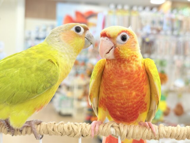 ホオミドリウロコインコ