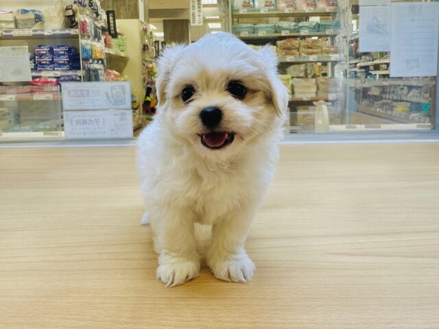 笑顔が眩しい⭐️✨💫🌟MIX犬男の子 愛称が不明