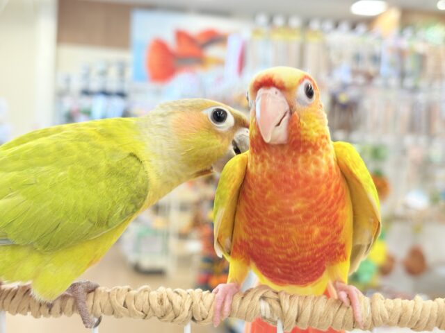 ホオミドリウロコインコ