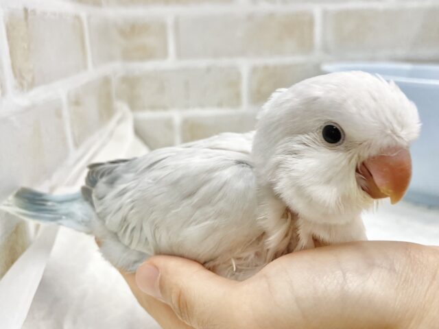 オキナインコ