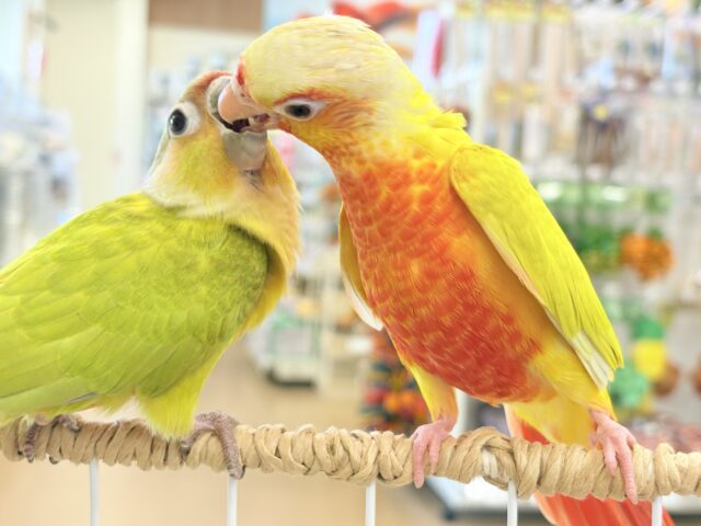 ホオミドリウロコインコ