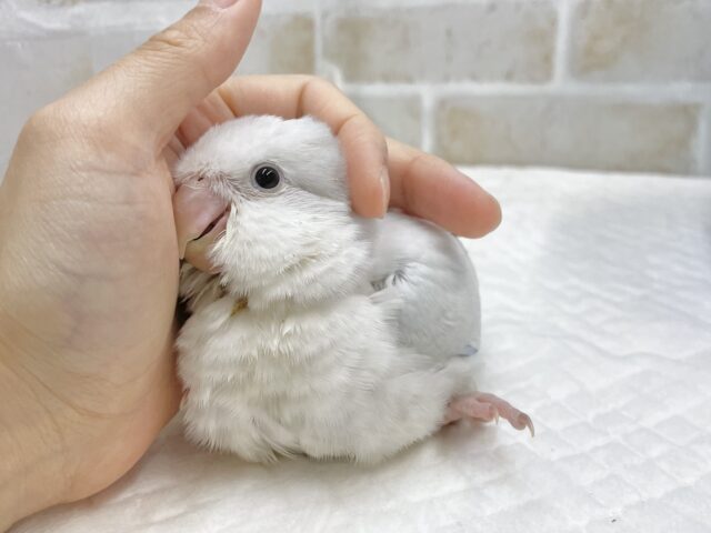 オキナインコ