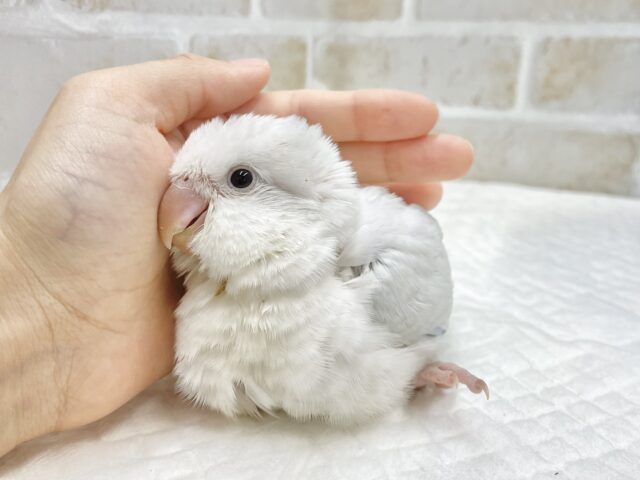 オキナインコ