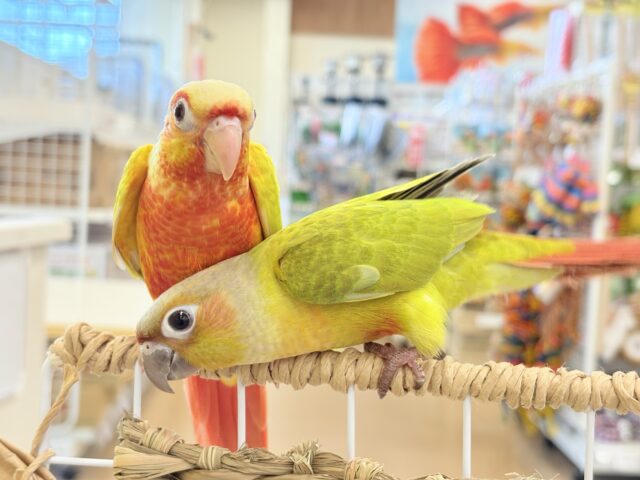 ホオミドリウロコインコ