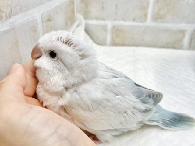 オキナインコ