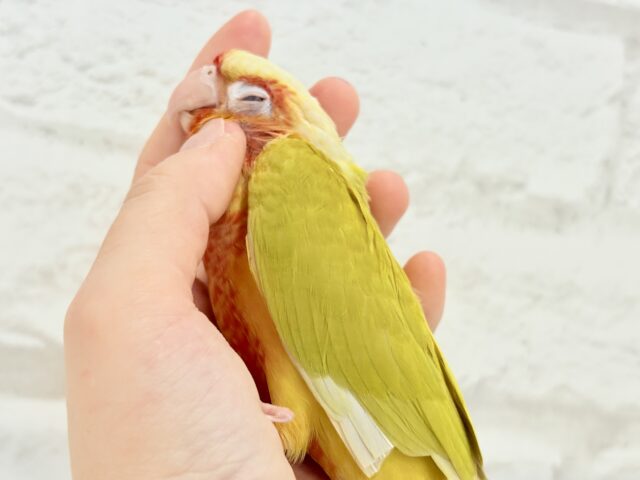 ホオミドリウロコインコ