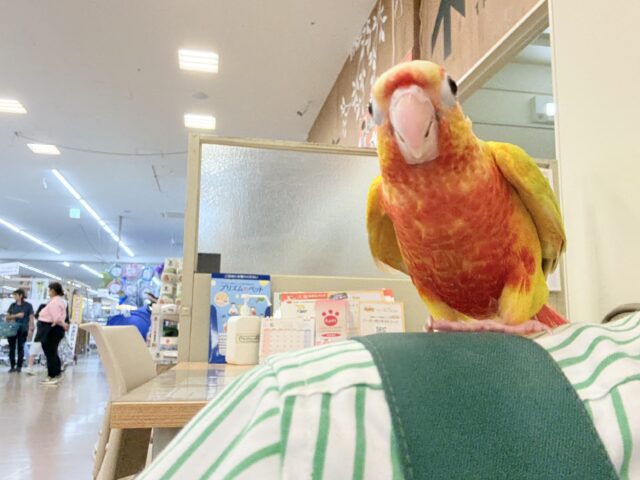 ホオミドリウロコインコ