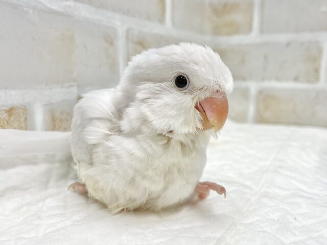 オキナインコ