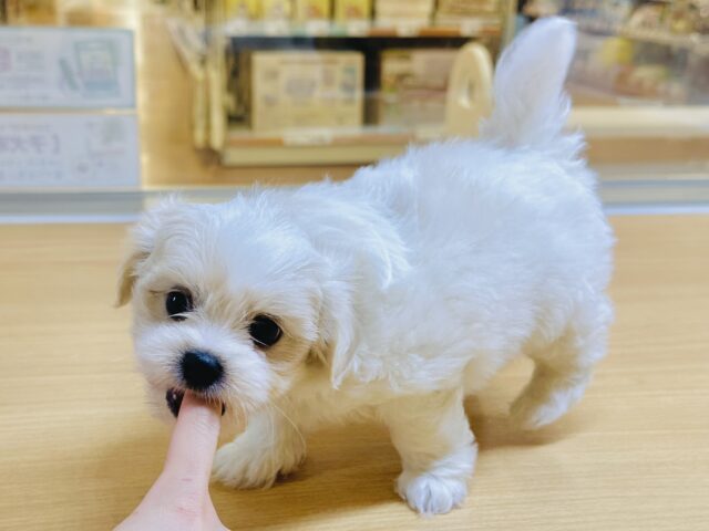 笑顔が眩しい⭐️✨💫🌟MIX犬男の子 愛称が不明