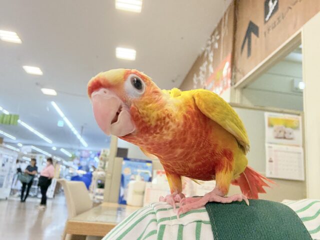 ホオミドリウロコインコ