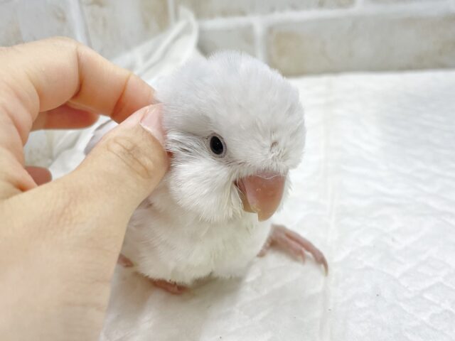 オキナインコ