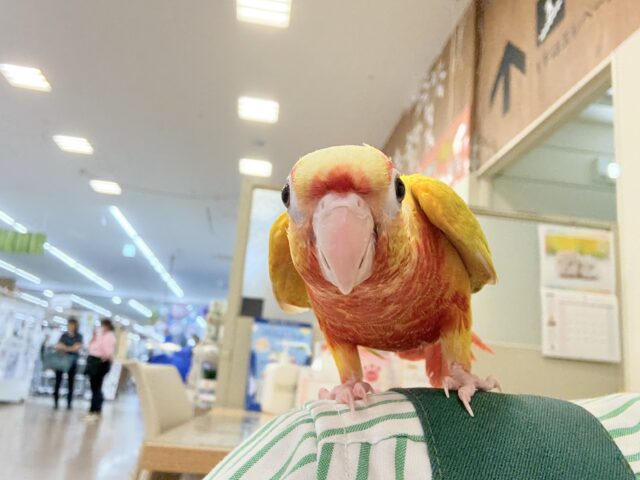 ホオミドリウロコインコ