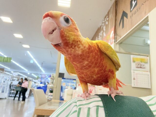 ホオミドリウロコインコ