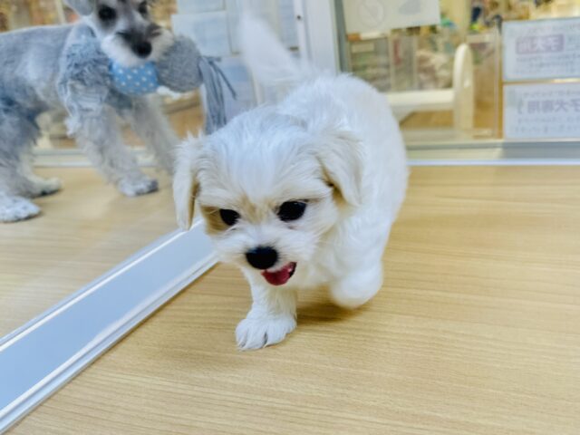 笑顔が眩しい⭐️✨💫🌟MIX犬男の子 愛称が不明