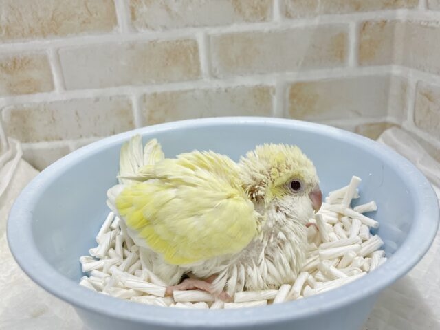 オキナインコ
