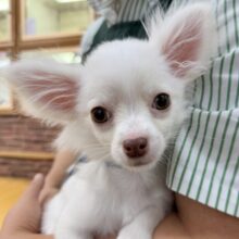 儚げ美人！チワワくん来たよ！