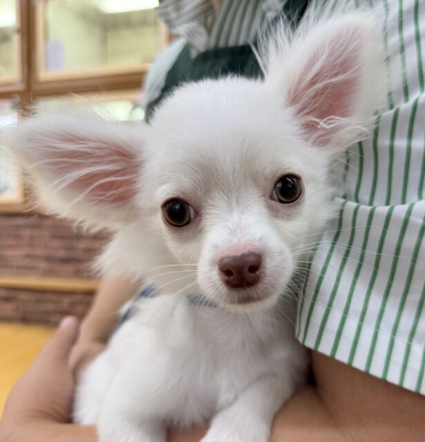 儚げ美人！チワワくん来たよ！