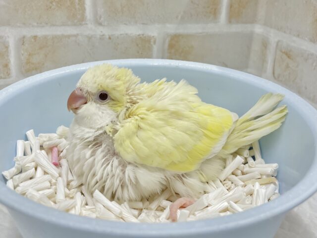 オキナインコ