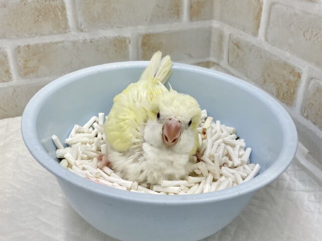 オキナインコ