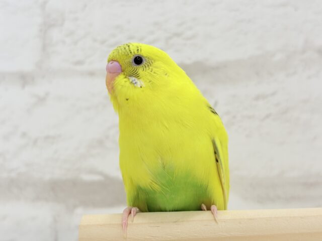 【最新画像更新🪄ひとり餌になりました!】ミツバチカラーの妖精さん🧚♀️💫セキセイインコ(ハルクイン) ヒナ セキセイインコ