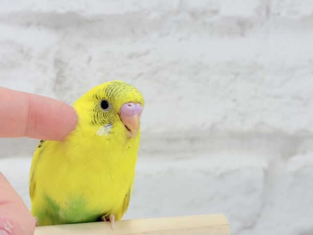 【最新画像更新🪄ひとり餌になりました!】ミツバチカラーの妖精さん🧚♀️💫セキセイインコ(ハルクイン) ヒナ セキセイインコ