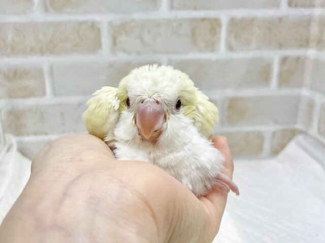 オキナインコ