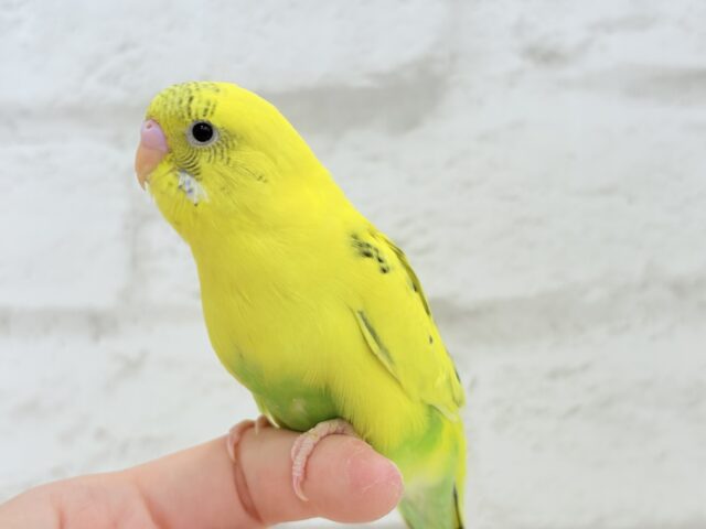 【最新画像更新🪄ひとり餌になりました!】ミツバチカラーの妖精さん🧚♀️💫セキセイインコ(ハルクイン) ヒナ セキセイインコ