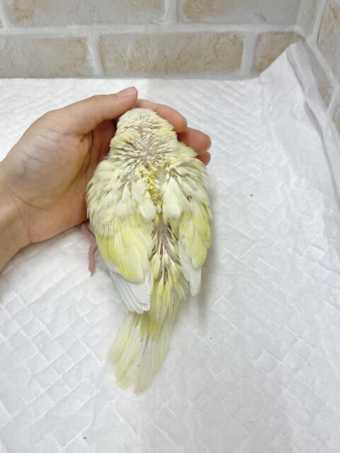 オキナインコ