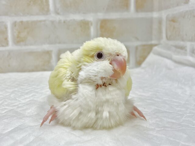 オキナインコ