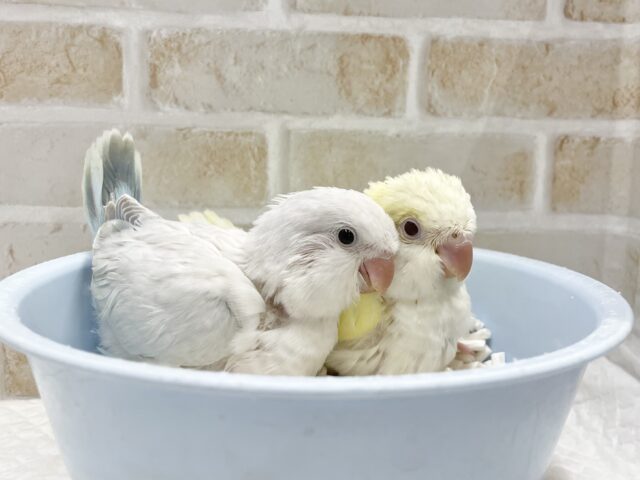 オキナインコ