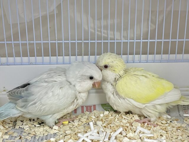 オキナインコ