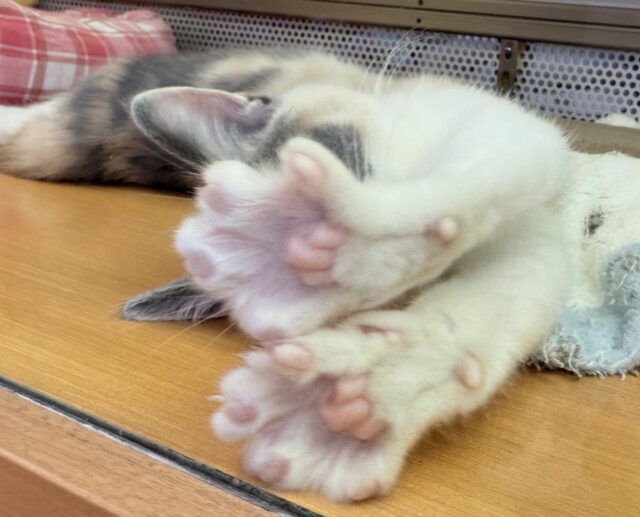 ブリティッシュショートヘア