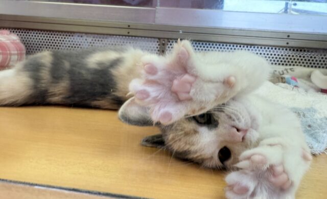 ブリティッシュショートヘア