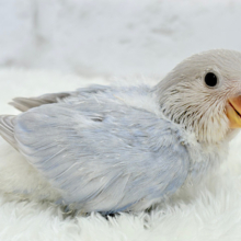 透明感爆発🫧💥コザクラインコ(バイオレットオパーリン) ヒナ