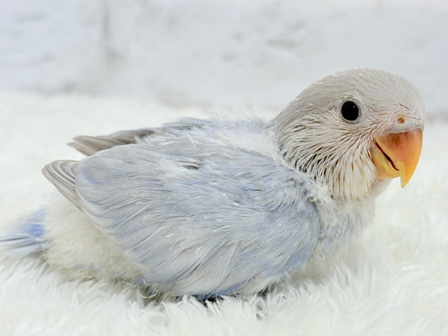 透明感爆発🫧💥コザクラインコ(バイオレットオパーリン) ヒナ