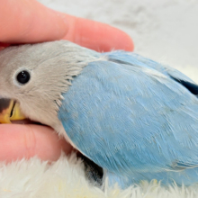魅惑のオーラで魅了しちゃうゾ♥コザクラインコ(ブルーオパーリン) ヒナ