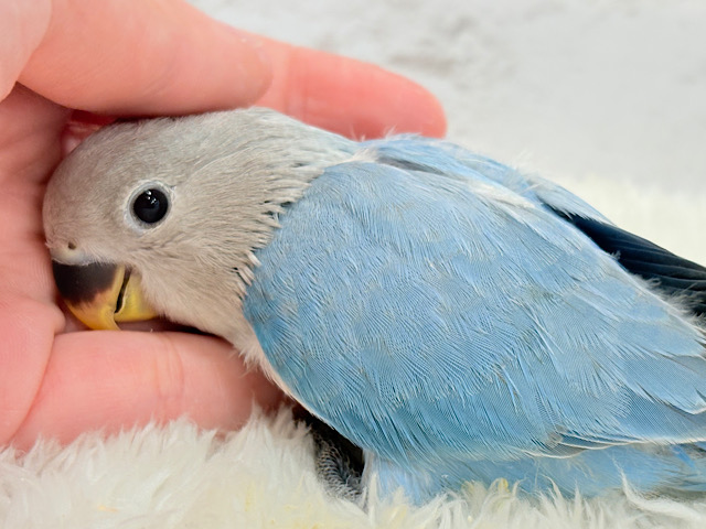 魅惑のオーラで魅了しちゃうゾ♥コザクラインコ(ブルーオパーリン) ヒナ