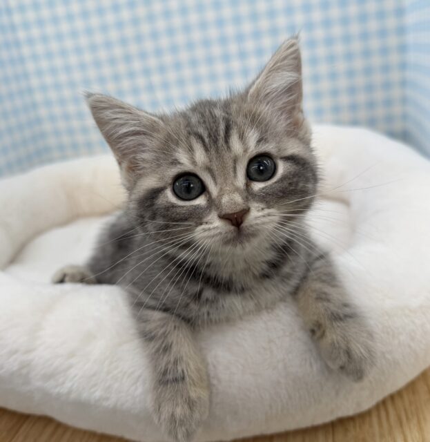 アメリカンショートヘア