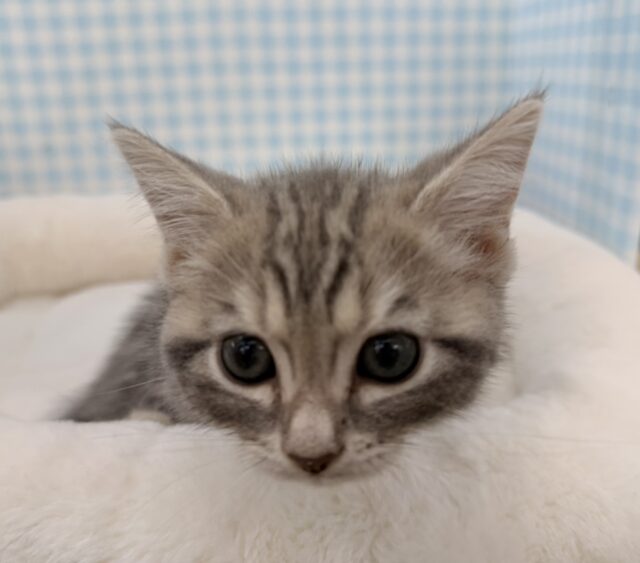 アメリカンショートヘア