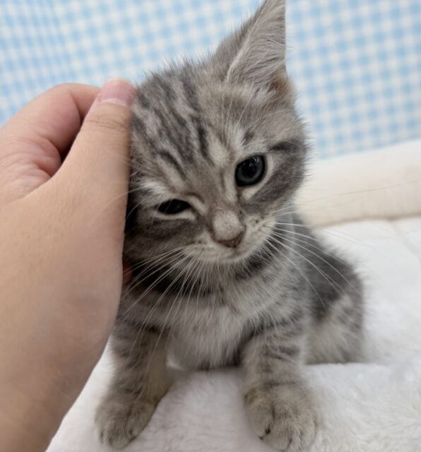 アメリカンショートヘア