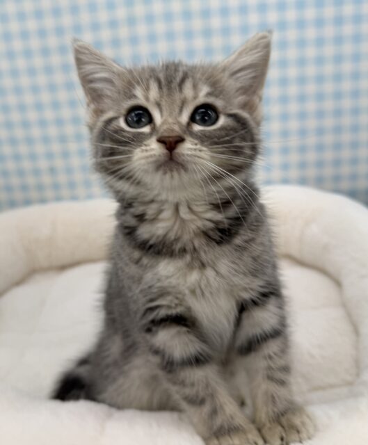 アメリカンショートヘア