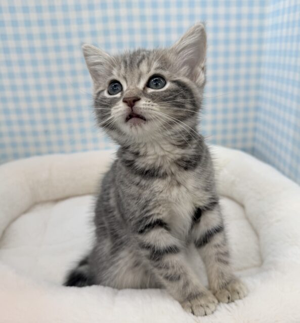 アメリカンショートヘア