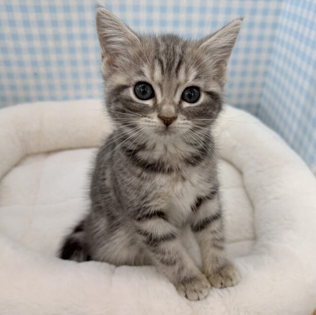 アメリカンショートヘア