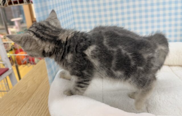 最新画像!お久しぶり!アメショの女の子! アメリカンショートヘア