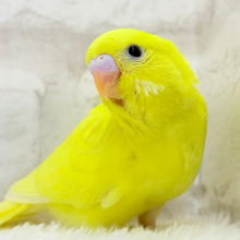目ヂカラ強めが魅力的💖セキセイインコ(イエローダブルファクター) ヒナ