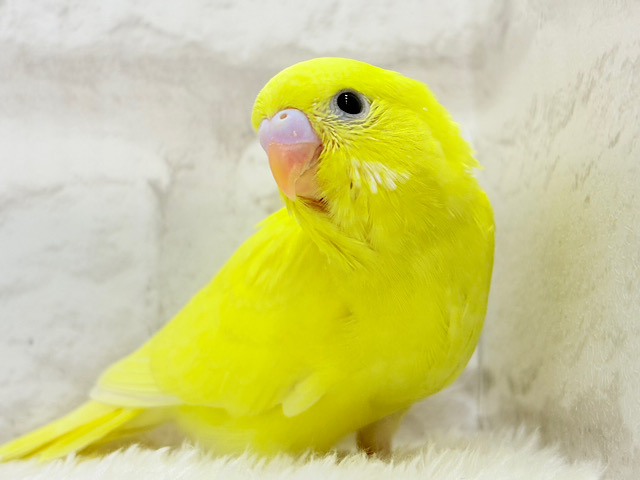 目ヂカラ強めが魅力的💖セキセイインコ(イエローダブルファクター) ヒナ