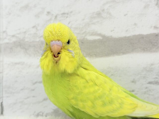 ジャンボセキセイインコ