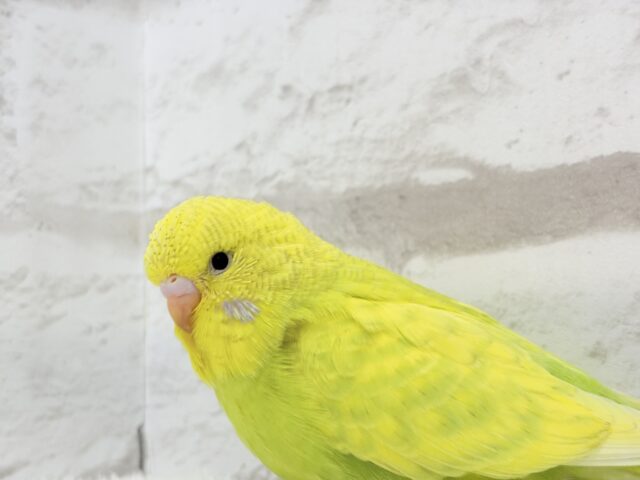 ジャンボセキセイインコ