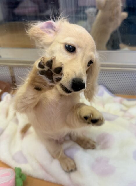 ミニチュアダックス