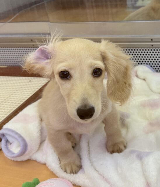 ミニチュアダックス